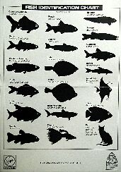 magscrollscoll-fishchart